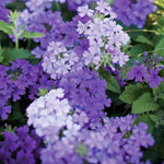 2 Light Lavender Verbena Plants Live, Perennial Ground Cover or Trailing Bushes Shrubs, 5-9 Inches Tall, Verbena Flower for Planting