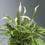 Pack 2 Peace Lily Plants, Peace Lily Houseplant, Well Rooted Indoor House Plant 4-7 Inch Tall, Variegated Foliage