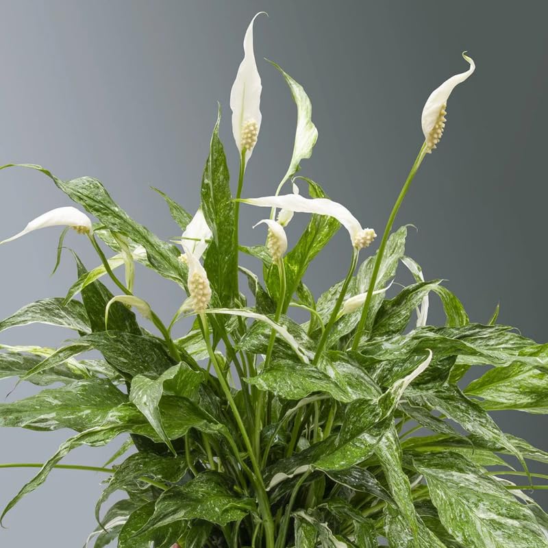 Pack 2 Peace Lily Plants, Peace Lily Houseplant, Well Rooted Indoor House Plant 4-7 Inch Tall, Variegated Foliage
