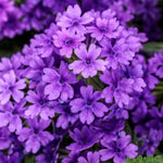 Sets 4 Perennial Verbena Live Plants Ground Cover or Trailing Potted, Purple Bloom, Outdoor Planting Spring