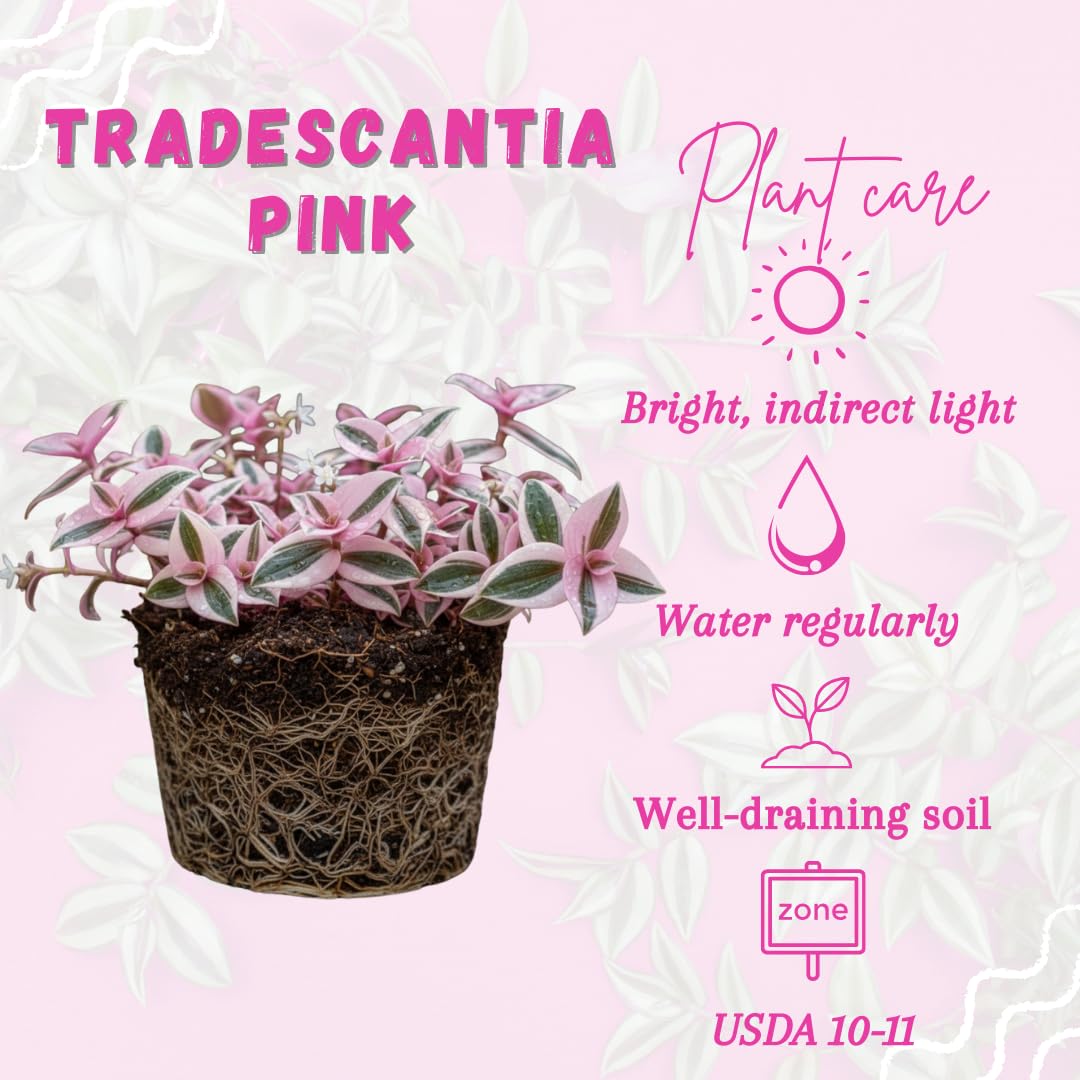 Pink Wandering Jew Live Plant, Tradescantia Pink Plant Live, Rare Variegated Houseplant, 4-7 Inches Tall, 3.25 Inch Pot for Indoor Houseplant