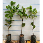 American Persimmon Tree Live Plant, 9 Months Old Seedling, Dormant in Winter, Well-Rooted, Cold Hardy, 6-12" in Tall