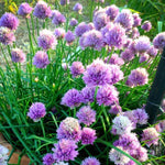 Pack of 5 Purple Chives Plants Live, 4-8" Tall Heirloom Leek Chives for Outdoor Herb Garden