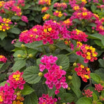 10 Bright Pink Lantana Live Plants for Planting Outdoors, Lantana Plants Live, Lantana Bush, Perennial Flowering