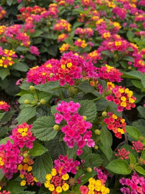 10 Bright Pink Lantana Live Plants for Planting Outdoors, Lantana Plants Live, Lantana Bush, Perennial Flowering