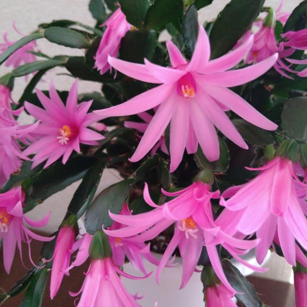 Pink Easter Cactus Plant Live, Holiday Easter Cactus Plant, 2 Inc Pot, Spring Bloom, Easy Care Houseplant, Indoor Outdoor Growing