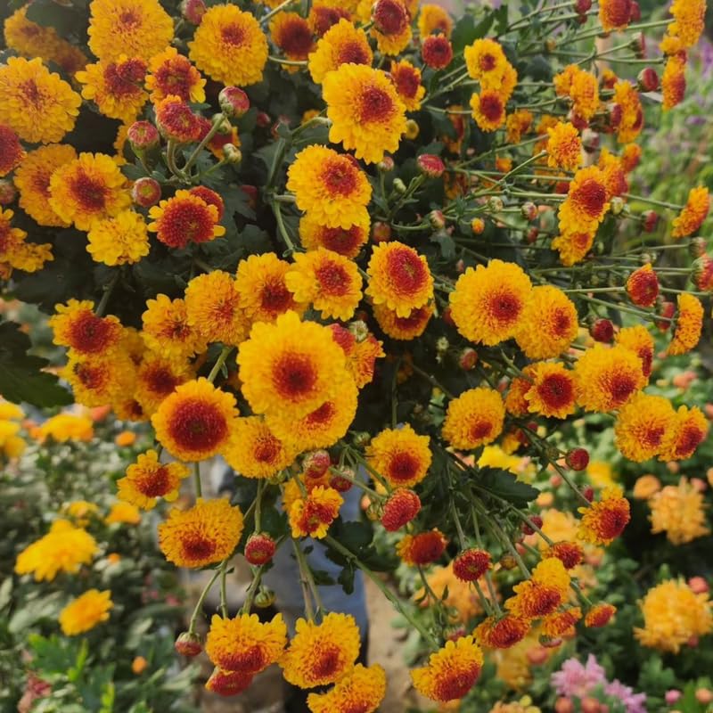Pack 3 Yellow Orange Chrysanthemum Plants, Mums Plants Live, 3 to 6 Inch Tall Garden Mum Live Plant, Vibrant Fall Blooms, Hardy Chrysanthemum Flowers, No Pot