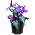 2 Purple Passion Plants Live for Planting, Gynura Aurantiaca Purple Velvet Passion Live Plants, 4-9 Inc Height, Royal Velvet Plant Indoor