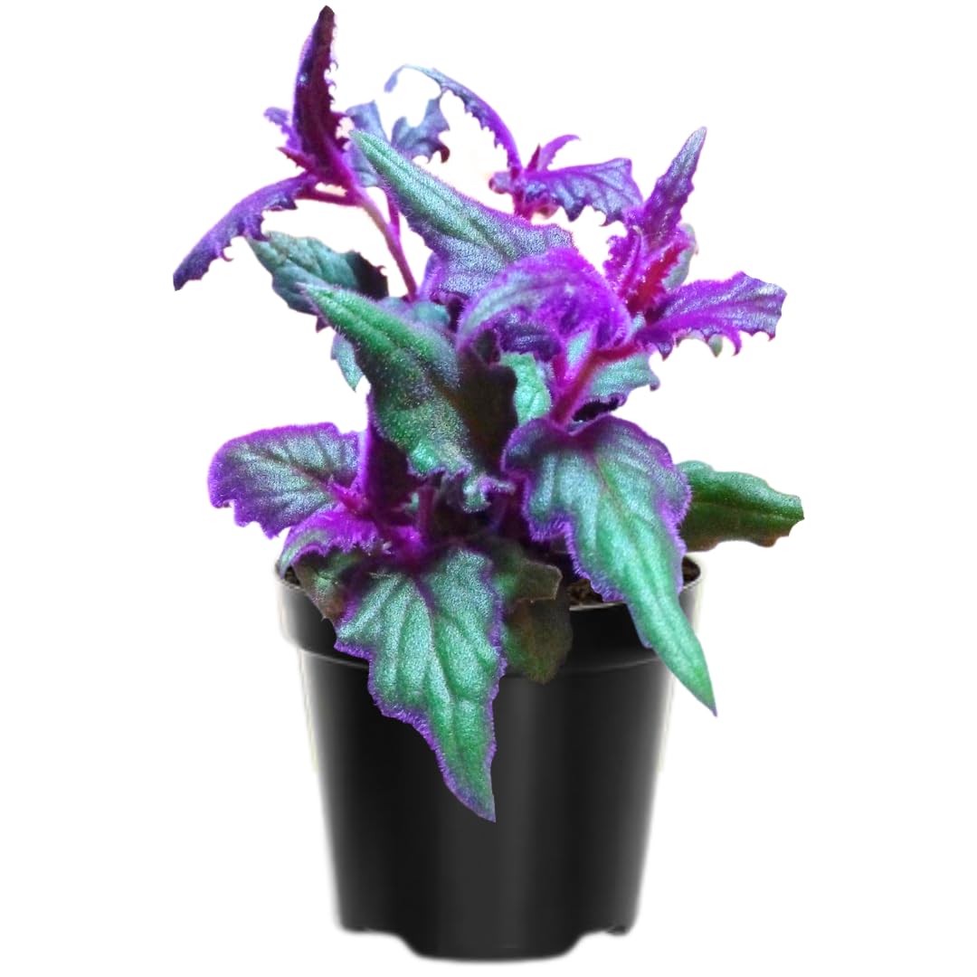 2 Purple Passion Plants Live for Planting, Gynura Aurantiaca Purple Velvet Passion Live Plants, 4-9 Inc Height, Royal Velvet Plant Indoor