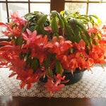 2 Orange Christmas Cactus Plants Live, Starter Holiday Cactus Plant for Indoor Outdoor Houseplants, Fasle and Easter Cactus Plants Like, Cold Hardy, 5-9" in Tall, No Pot