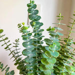 Eucalyptus Plant Live, Baby Blue Eucalyptus Tree Live, 4 to 7 Inches Tall, Cold Hardy Eucalyptus Starter Plant for Indoor Outdoor Planting