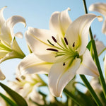 Pack of 3 White Lily Bulbs for Planting, Bright Sunny Blooms, Summer Flowering Perennial Garden Flowers, Lily Bulbs for Containers and Outdoor Garden