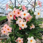 2 Mandevilla Live Plants, Flowering Mandevilla Plants, 5-9” Height, Mandevilla Trellis Vines for Outdoor Garden and Containers (Peach Mandevilla)