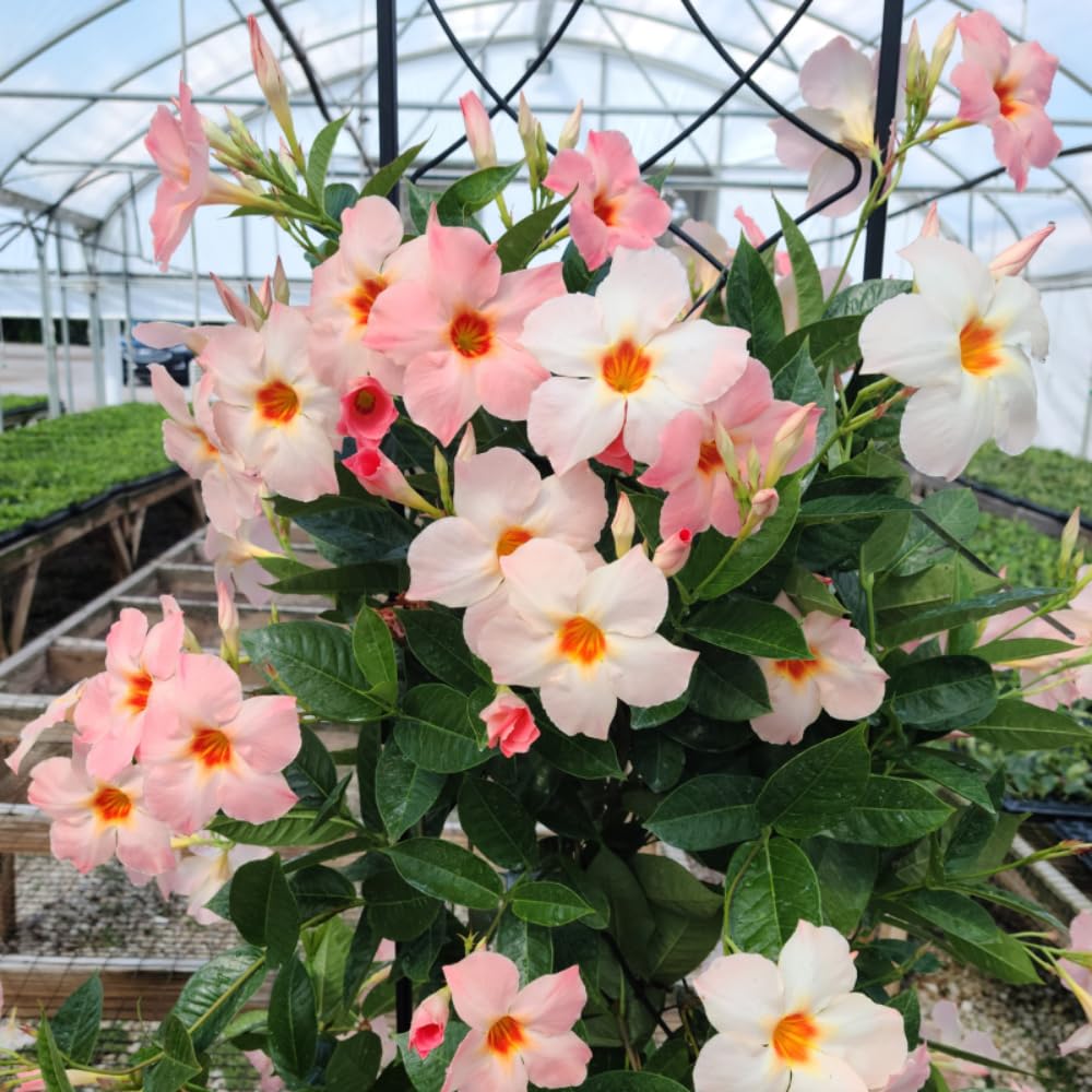 3 Mandevilla Plants Live, 5-10” Tall Flowering Mandevilla Vines for Trellis, Outdoor Patio, Garden Pots, Trailing Mandevilla Seedlings (Peach Mandevilla)