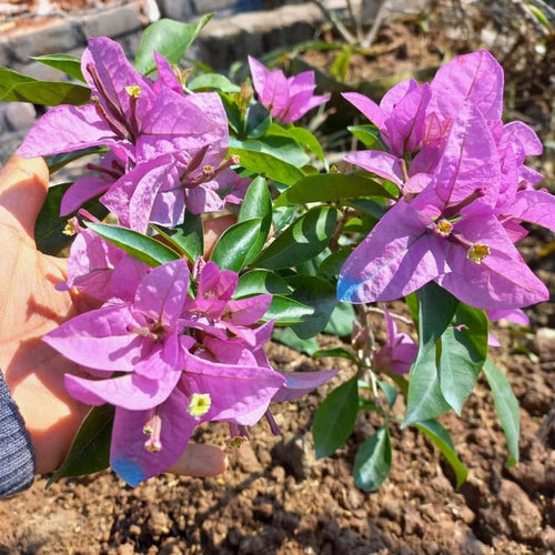 2 Light Purple Bougainvillea Plants Live, Flowering Bougainvillea Vine for Outdoor Garden or Trellis, 5-9 Inch Tall, Very Hardy