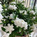 3 Cape Jasmine Plants Live, Frost Proof Gardenia Plants Live, 3 to 6 Inc Tall, Live Jasmine Plant, Gardenia Plant