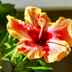Hardy Hibiscus Plant Live, Yellow Orange Hibiscus Tree Live Plant from 8 to 10 Inches Tall, Perennial Hibiscus Flower