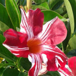 2 Mandevilla Live Plants, Flowering Mandevilla Plants, 5-9” Height, Mandevilla Trellis Vines for Outdoor Garden and Containers (Stripes Mandevilla)