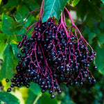 3 Black Elderberry Plants Live for Growing 6 to 12 Inch Tall, American Elderberry Bush Live Plants, Sweet Elderberries Fruit