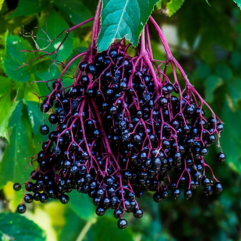 3 Black Elderberry Plants Live for Growing 6 to 12 Inch Tall, American Elderberry Bush Live Plants, Sweet Elderberries Fruit