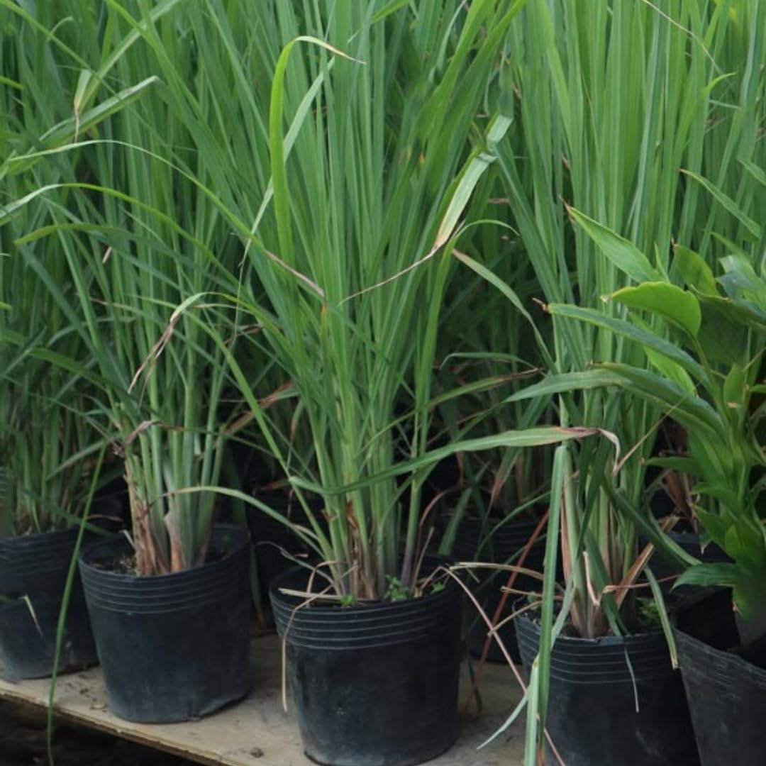 2 Lemon Grass Live Plant, Live Lemon Grass, Lemon Grass Plants, Lemongrass Plant, Live Lemongrass Plant