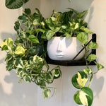 Live Pothos Plant, Pothos Live Plant from 5 to 7 Inc Tall, Houseplant Plant Gardening, 4 Inc Pot (Variegated)