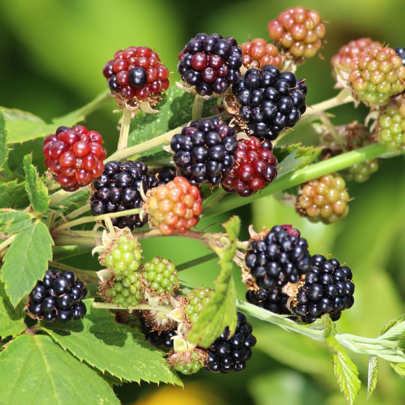 2 Thornless BlackBerry Plants Live for Planting, Sweet BlackBerry Bushes Trees, 5 to 8 Inches Tall, Blackberries Fruit Trees (Navaho BlackBerry)