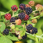 Set 4 BlackBerry Plants Live, Thornless BlackBerry Bushes Live Plant 5 to 10 Inches Tall, Sweet Blackberries Fruit Trees for Planting (Navaho BlackBerry)