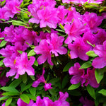 Pack 2 Pink Azalea Plants Live, Rhododendron Azalea Tree Live Plants Like, 5-9 Inches in Tall, Spring Blooms