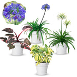 4 Houseplant Collection Plants Live Collection, Rare Colors, No Pot, Easy to Grow Indoors Plant, Pink Princess Philodendron, Agapanthus Blue, White, Variegated Dwarf Umbrella Tree