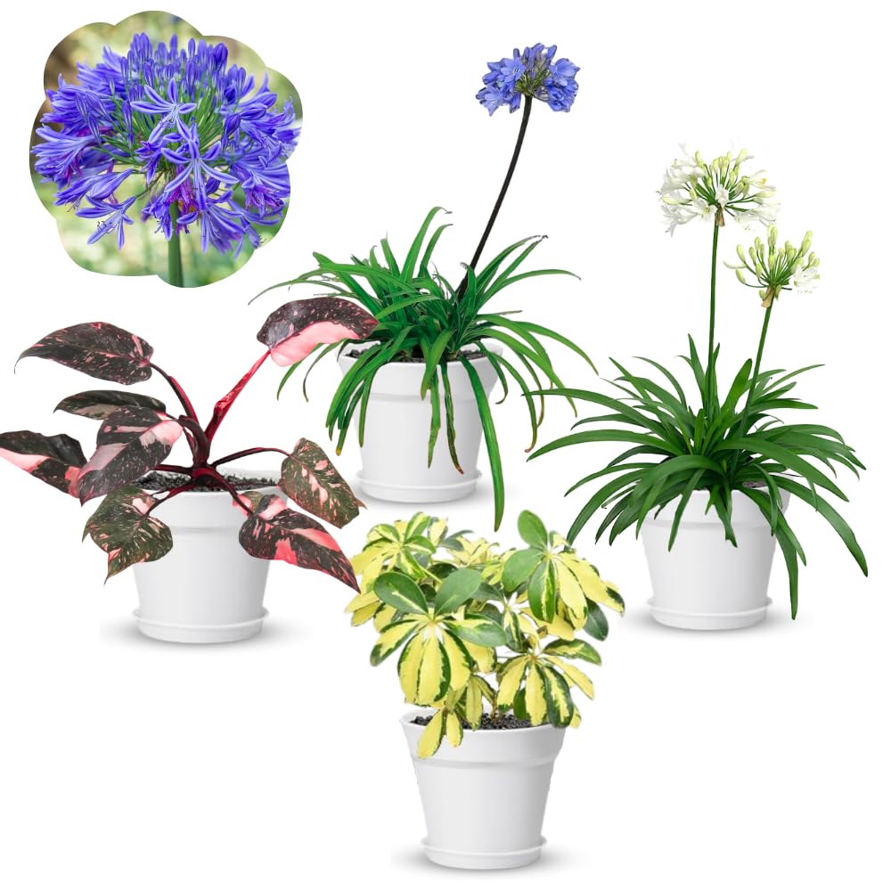 4 Houseplant Collection Plants Live Collection, Rare Colors, No Pot, Easy to Grow Indoors Plant, Pink Princess Philodendron, Agapanthus Blue, White, Variegated Dwarf Umbrella Tree