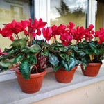2 Red Cyclamen Plants Live in 4" Pot, Already Bloom in Vibrant Color, Easy to Care for Indoor or Garden Flowering Houseplant