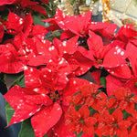 2 Poinsettia Plants Live, Assorted Poinsettia Flowers Christmas Decorations, Holiday Houseplant, Poinsettias Trees Plants, No Pot, 5-9" Tall