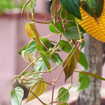 Variegated Philodendron Live Plant, Rare Indoor Houseplant Live Well Rooted 5-7 Inches, Container Growing, Home Office Decor (Velvet Leaves Philodendron)