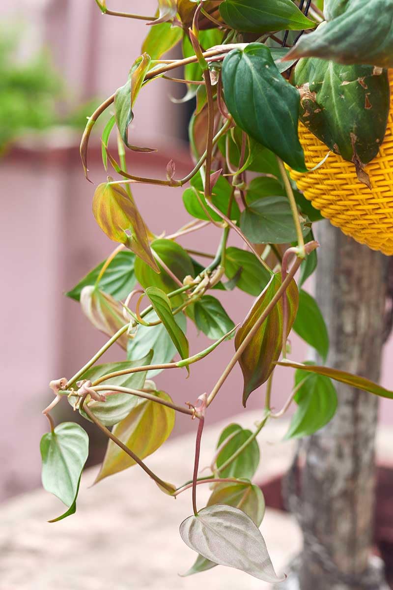 Variegated Philodendron Live Plant, Rare Indoor Houseplant Live Well Rooted 5-7 Inches, Container Growing, Home Office Decor (Velvet Leaves Philodendron)