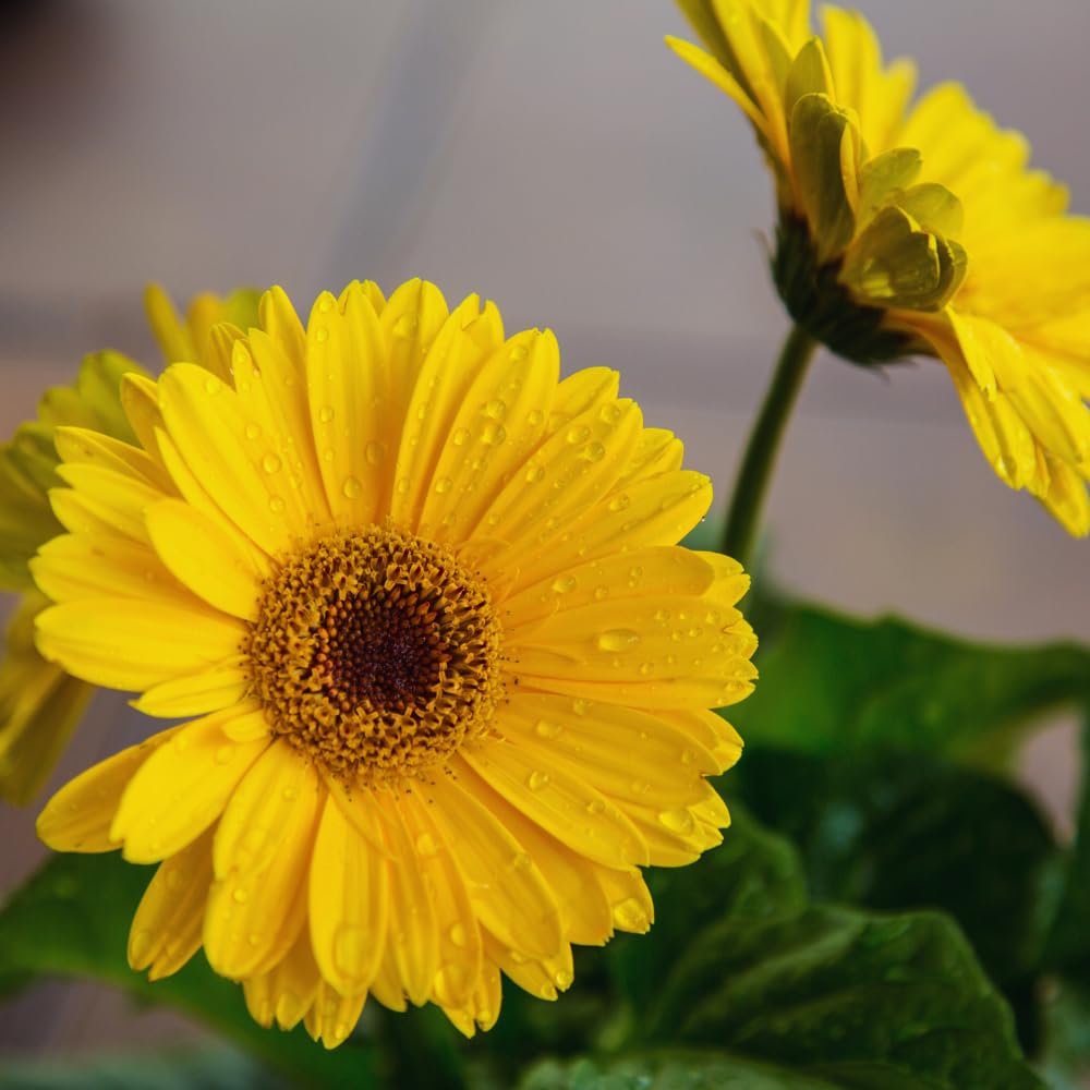 Pack of 2 Daisy Plants, Yellow Gerbera Daisy Live Plants, Gerbera Daisy Plants Live, 4 to 7 Inches Tall, Daisy Live Plant, Daisy Plants Live for Growing, No Potted