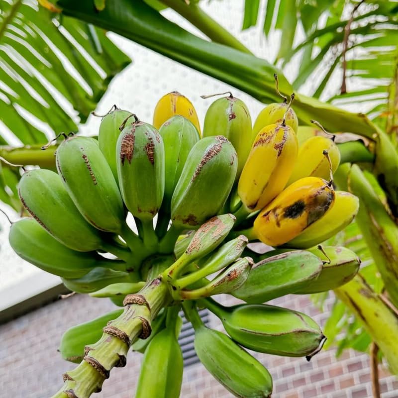 Basjoo Banana Tree Live Plant, Edible Fruit, 4-6" Tall