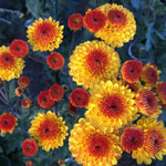 2 Mums Plants Live, Yellow Orange Chrysanthemum Plants Live, 5 to 7 Inc in Height, No Potted, Chrysanthemum Flower Mum Live Plant