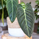 Variegated Philodendron Live Plant 4-8 Inches, Rare Indoor Houseplants for Container Growing (Long Leaves Philodendron)