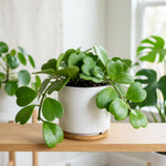 Kerrii Hoya Plant Live, Hoya Heart Plant Live, 3-5 Inc Tall, Easy Care Houseplant for Home and Office Decoration