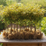 Red Burning Bush Shrub Live Plant, 2.5 Inches Pot, Dwarf Burning Bush Live Plant