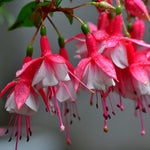 2 Fuchsia Live Plants, Fuchsia Flower Perennial for Outdoor Garden 3 to 5 Inches (Red White)