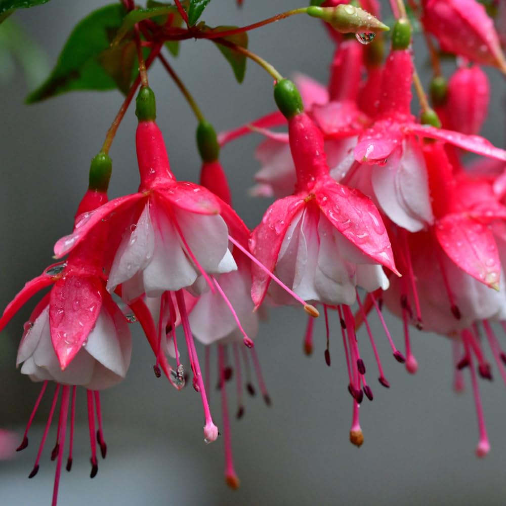 2 Fuchsia Live Plants, Fuchsia Flower Perennial for Outdoor Garden 3 to 5 Inches (Red White)