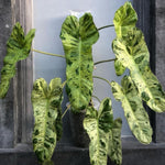 Variegated Philodendron Live Plant, Rare Indoor Houseplant Live Well Rooted 5-7 Inches, Container Growing, Home Office Decor (Variegated Green Philodendron)