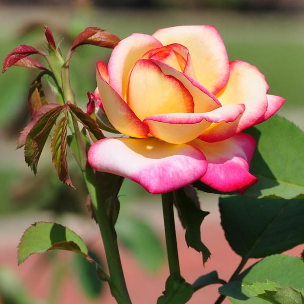 Rose Bush Live Plant for Gardening, Hardy Fragrant Rose Flower Plant, 5 to 10 Inch Tall, Ideal for Outdoor Planting (Rare Pink Rose)