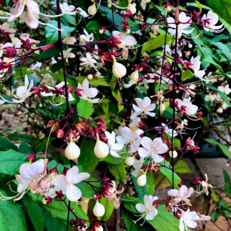 Clerodendrum Wallichii Plant, Chains of Glory Vine Light Bulbs, Clerodendrum Smithianum 4-9 Inch Tall