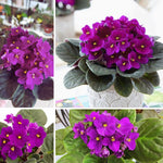 African Violet Live Plant in 4" Pot, Purple African Violets Plants Houseplant Well-Rooted, Indoor Outdoor Blooming, Holiday Flower Bush