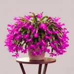 Christmas Cactus Plant Live, Starter Holiday Thanksgiving Cactus Plant for Indoor Outdoor Houseplants, Fasle Easter Cactus Plants Like, Cold Hardy, 5-9" in Tall (Pink)
