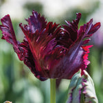 10 Mix Tulip Bulbs, Mixed Bulbs for Fall Planting, Indoor Outdoor Garden, Ready to Plant (Black Parrot Tulip)
