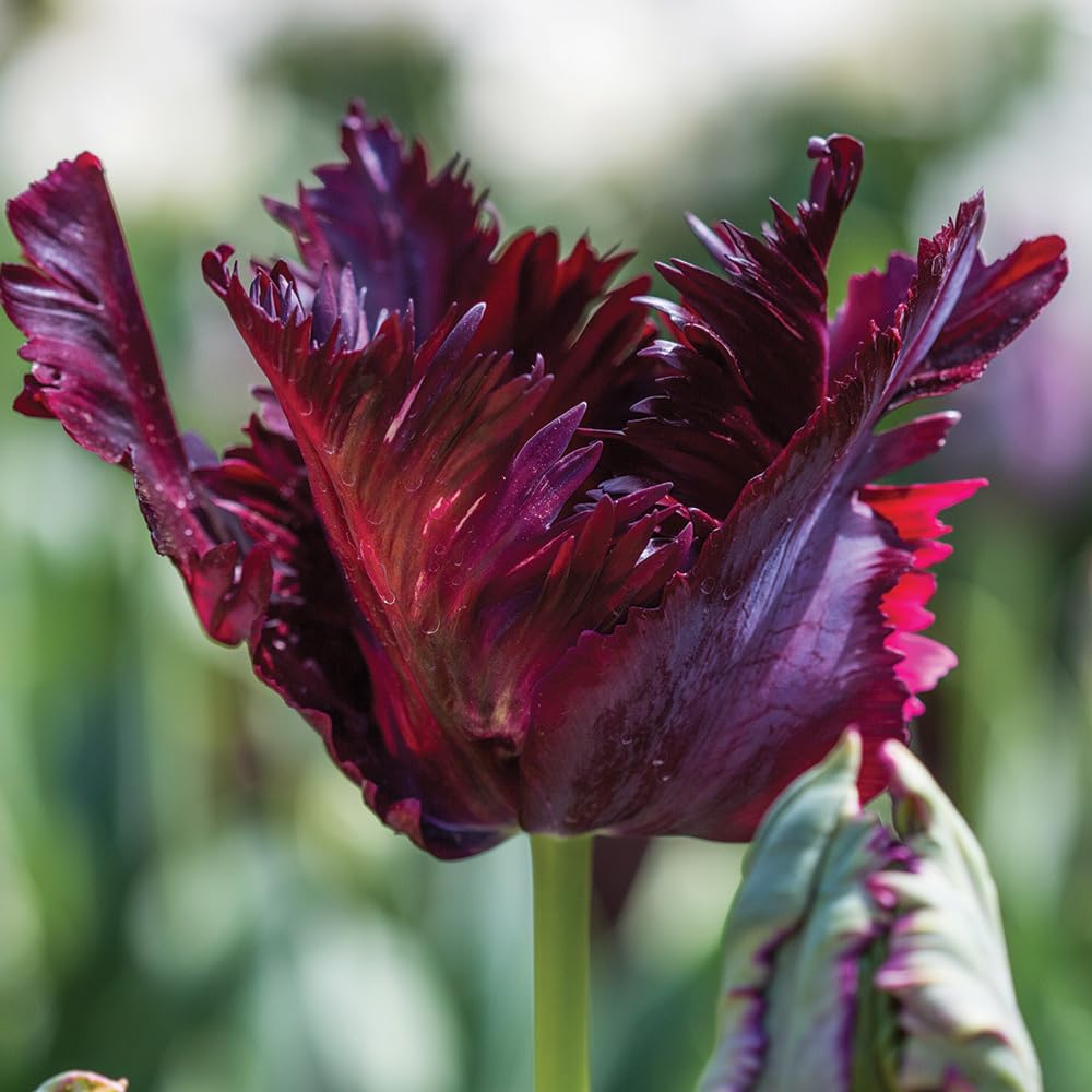 10 Mix Tulip Bulbs, Mixed Bulbs for Fall Planting, Indoor Outdoor Garden, Ready to Plant (Black Parrot Tulip)